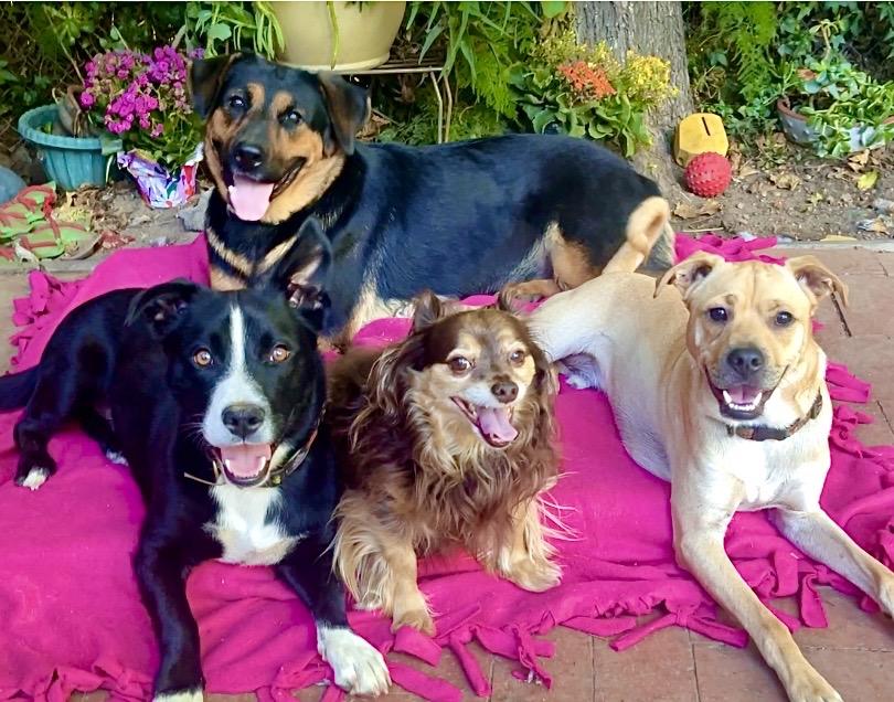 Enlarge Mac - Aroni Video, a Adoptable mixed breed in Pasadena, CA image 3/6