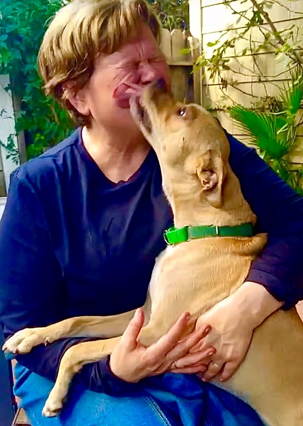 Mac - Aroni Video, Adoptable, Young Male Pug & Chihuahua.