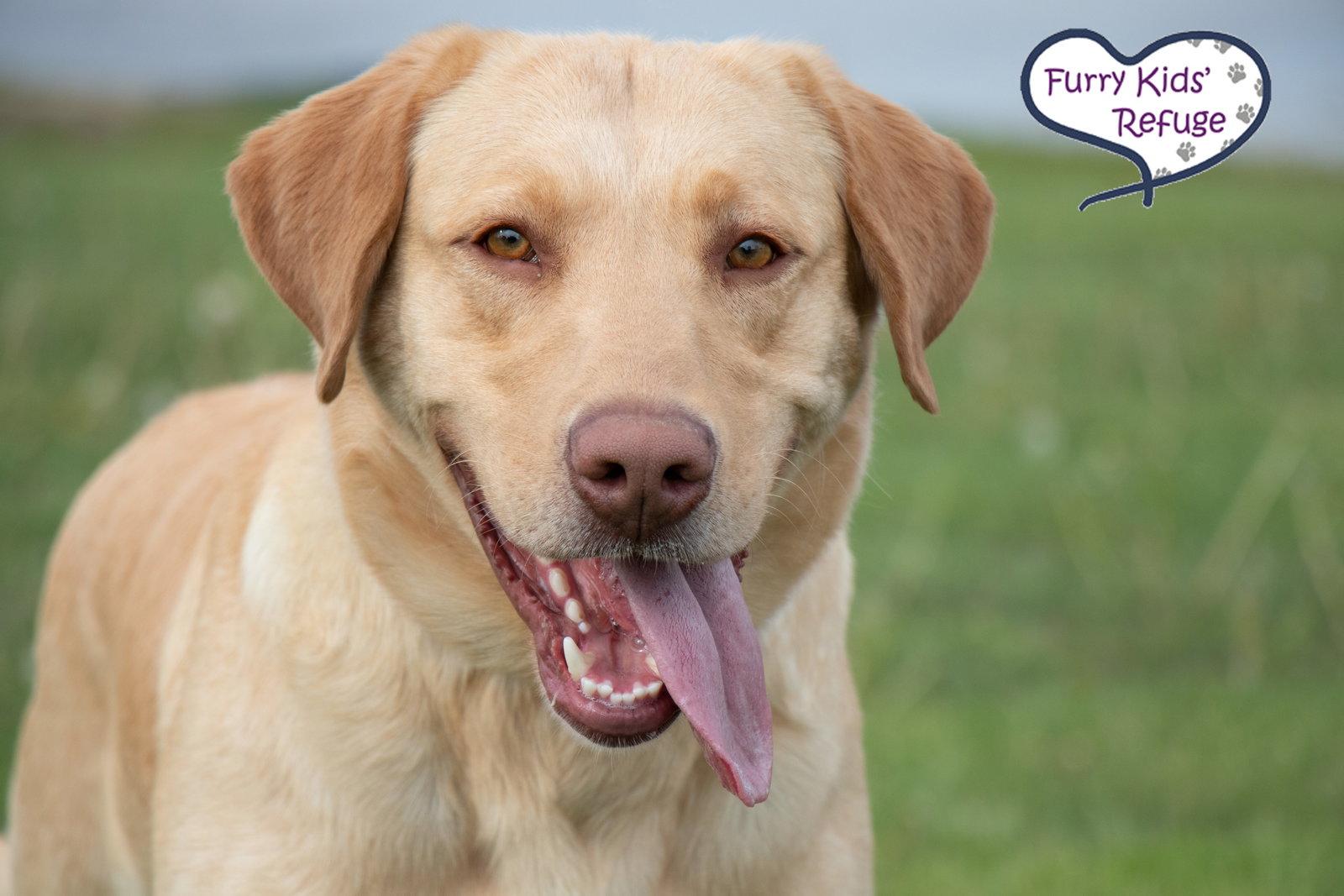 John Wayne : NEW, Adoptable, Young Male Labrador Retriever.