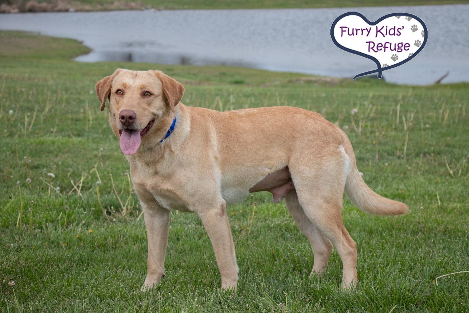 Enlarge John Wayne : NEW, a Adoptable Labrador Retriever in Lee's Summit, MO image 2/3