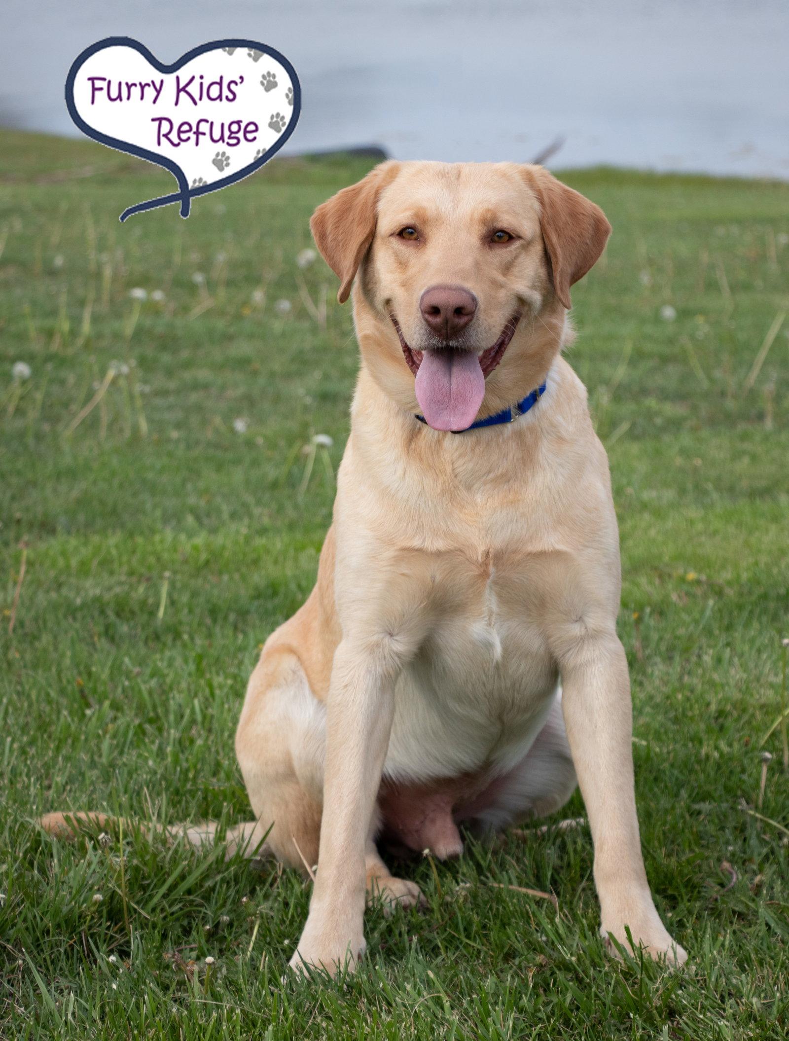 Enlarge John Wayne : NEW, a Adoptable Labrador Retriever in Lee's Summit, MO image 3/3