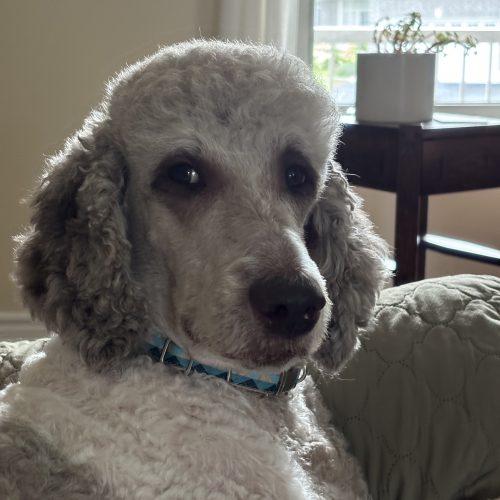 Bogart, Adoptable, Adult Male Standard Poodle.