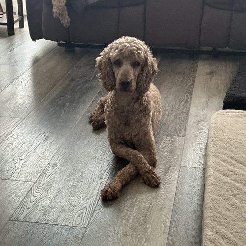 Enlarge Bogart, a Adoptable Standard Poodle in Tillsonburg, ON image 2/5