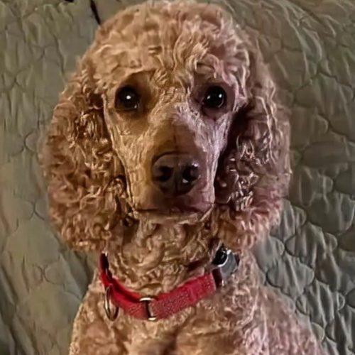 Enlarge Bogart, a Adoptable Standard Poodle in Tillsonburg, ON image 3/5