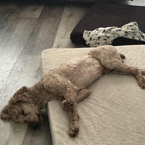 Enlarge Bogart, a Adoptable Standard Poodle in Tillsonburg, ON image 4/5