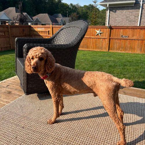 Enlarge Bogart, a Adoptable Standard Poodle in Tillsonburg, ON image 5/5
