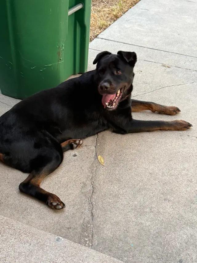 Enlarge Laika, a Adoptable Rottweiler in Polk, OH image 2/3