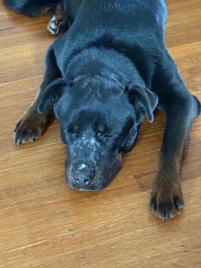 Enlarge Laika, a Adoptable Rottweiler in Polk, OH image 3/3