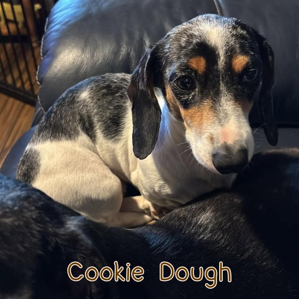 Cookie Dough, Adopted, Adult Female Dachshund.