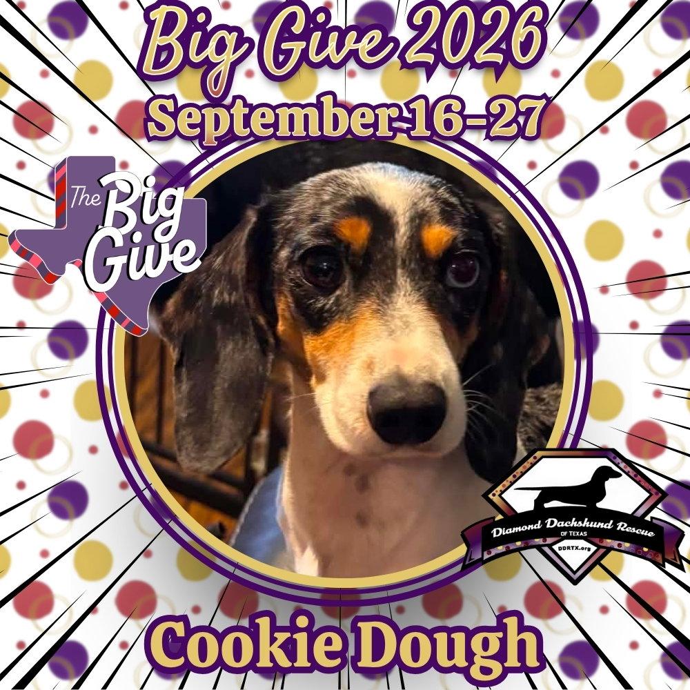 Enlarge Cookie Dough, a Adopted Dachshund in San Antonio, TX image 3/3