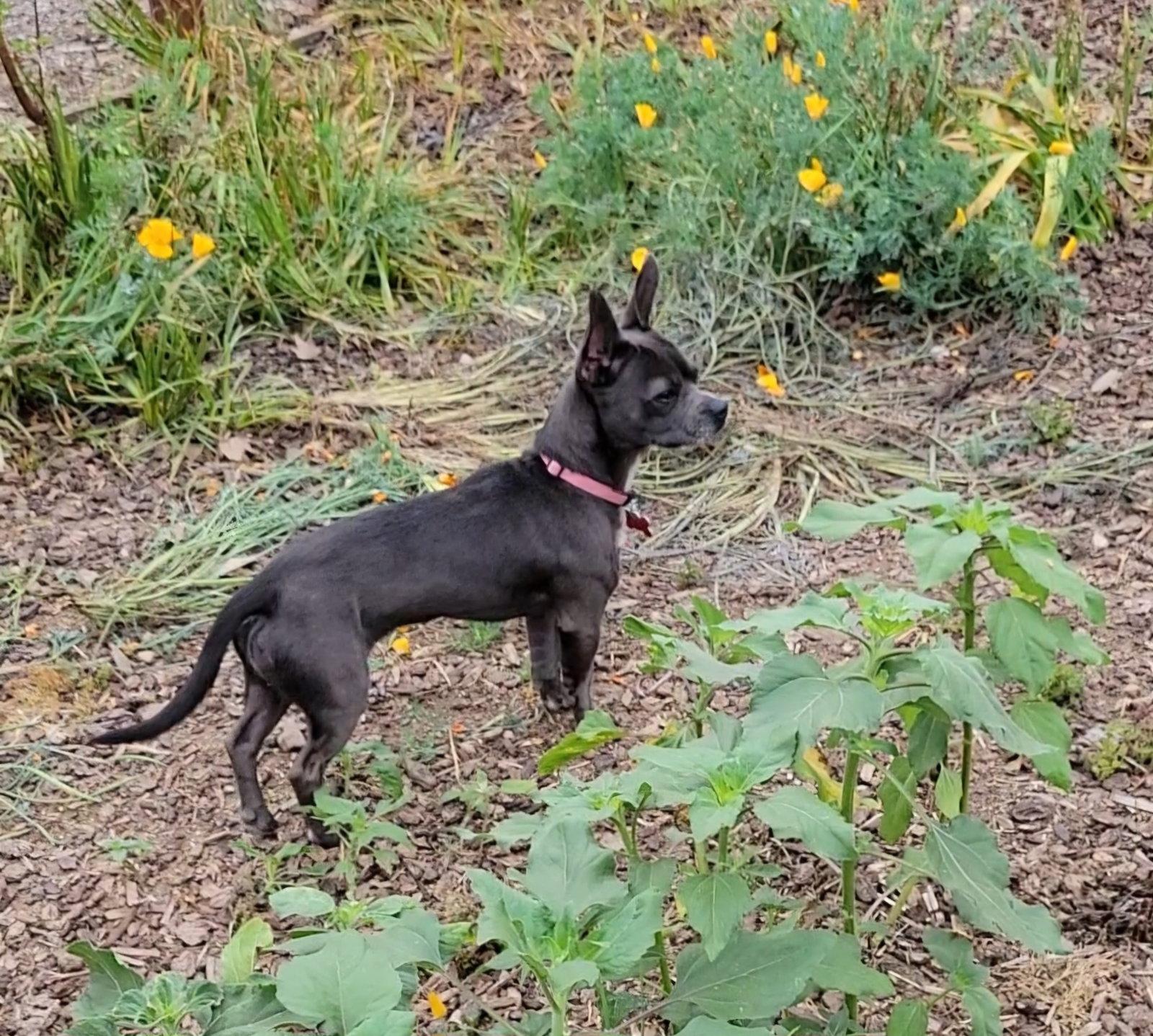 Merlot, Adoptable, Adult Female French Bulldog.