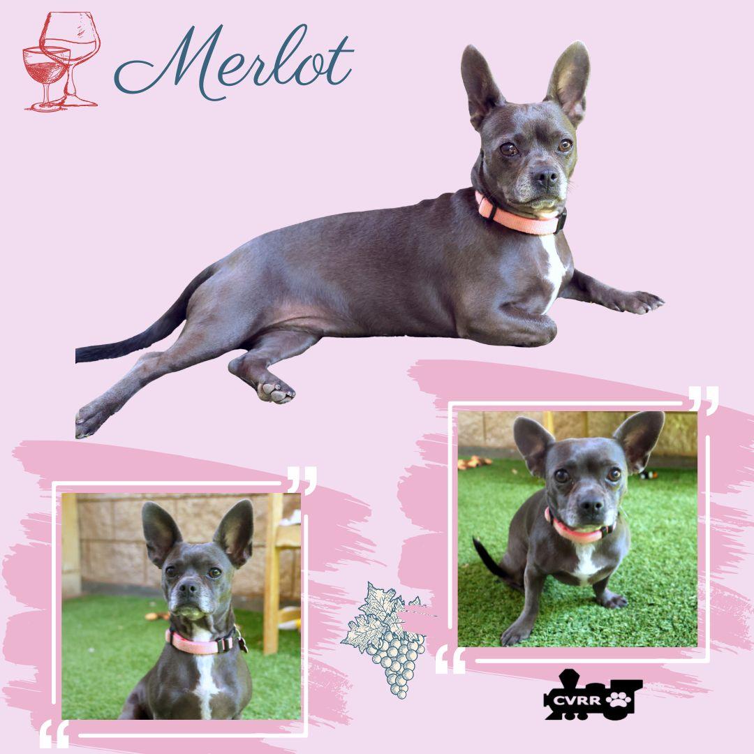 Enlarge Merlot, a Adoptable French Bulldog in LINDSAY, CA image 2/3