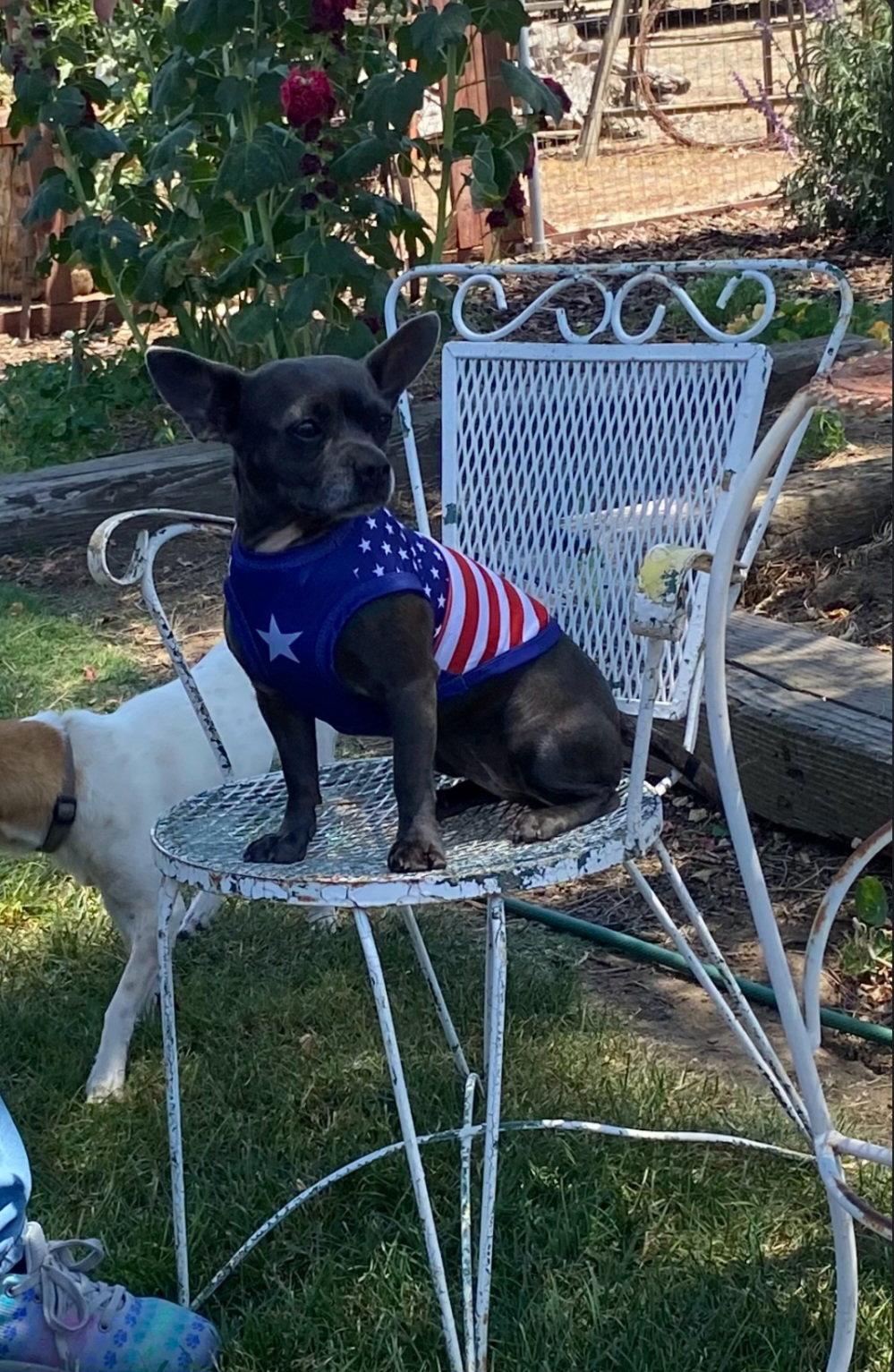 Enlarge Merlot, a Adoptable French Bulldog in LINDSAY, CA image 3/3
