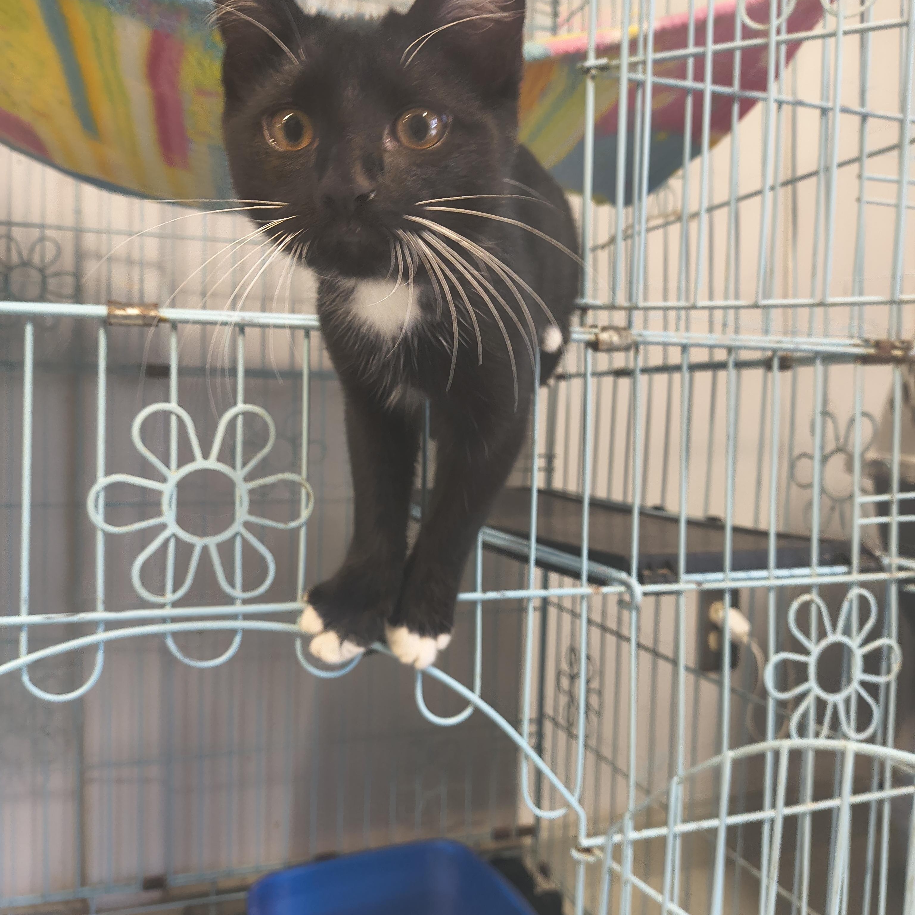 Slick, an adopted Domestic Short Hair in Plano, TX image 2/4