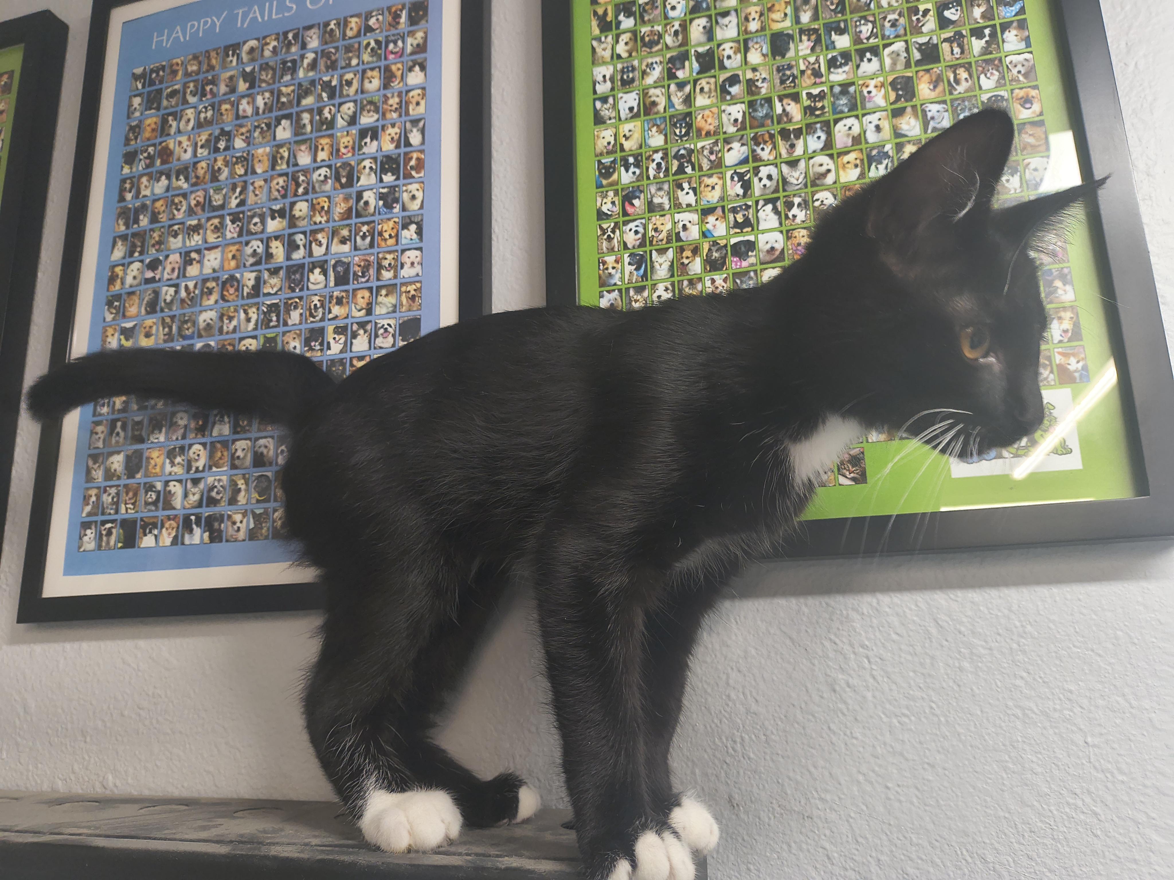 Slick, an adopted Domestic Short Hair in Plano, TX image 4/4