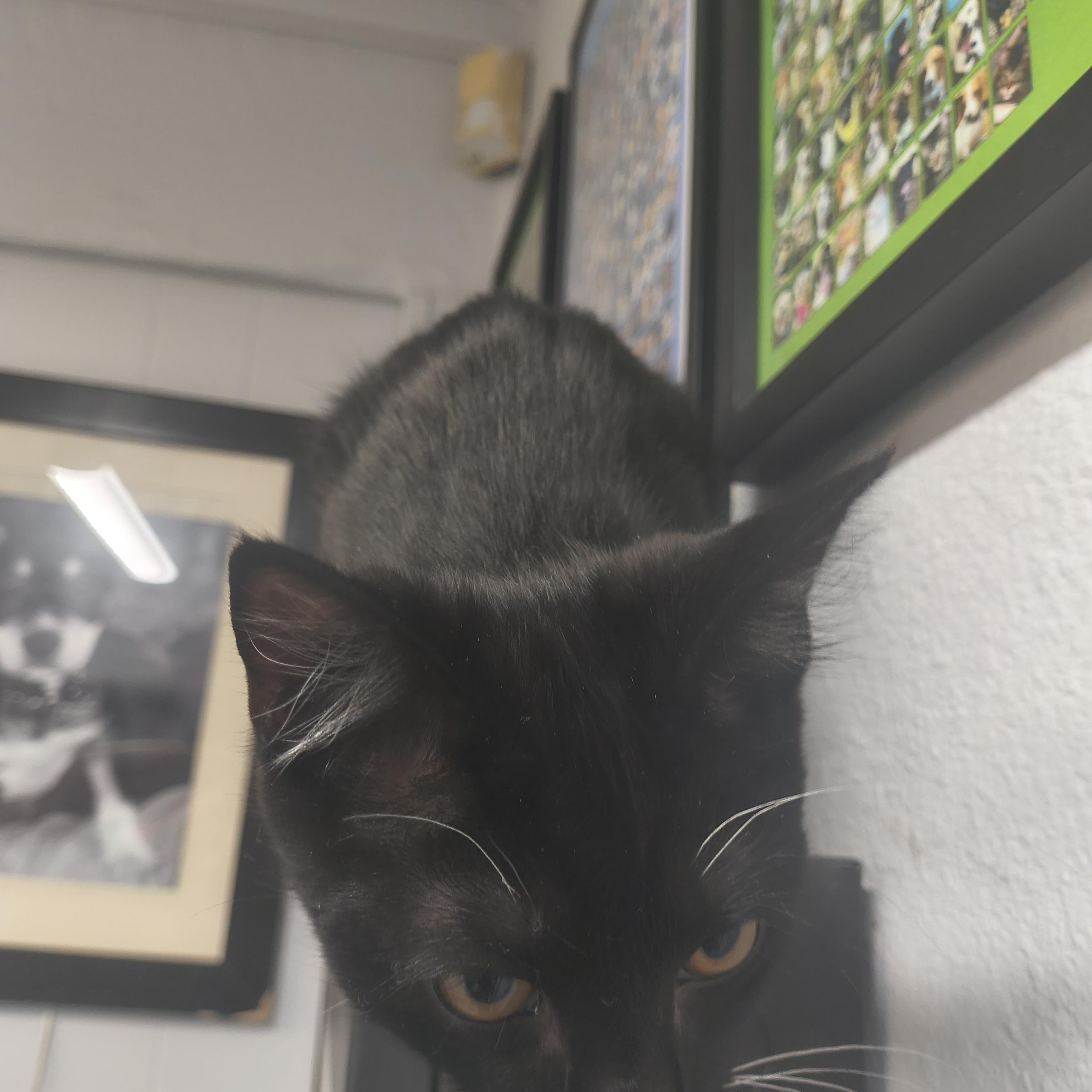 Slick, an adopted Domestic Short Hair in Plano, TX image 3/4