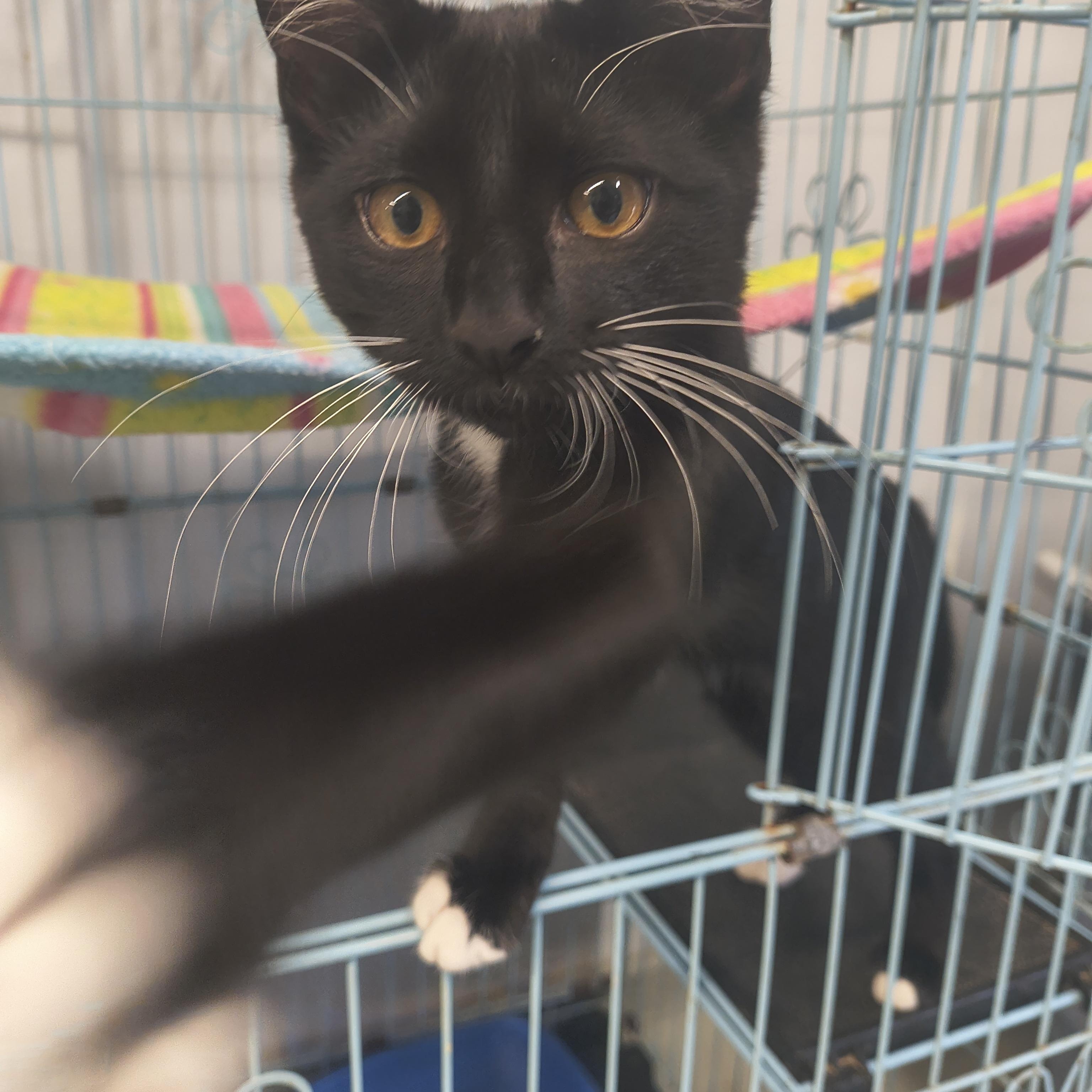 Slick, an adopted Domestic Short Hair in Plano, TX image 1/4