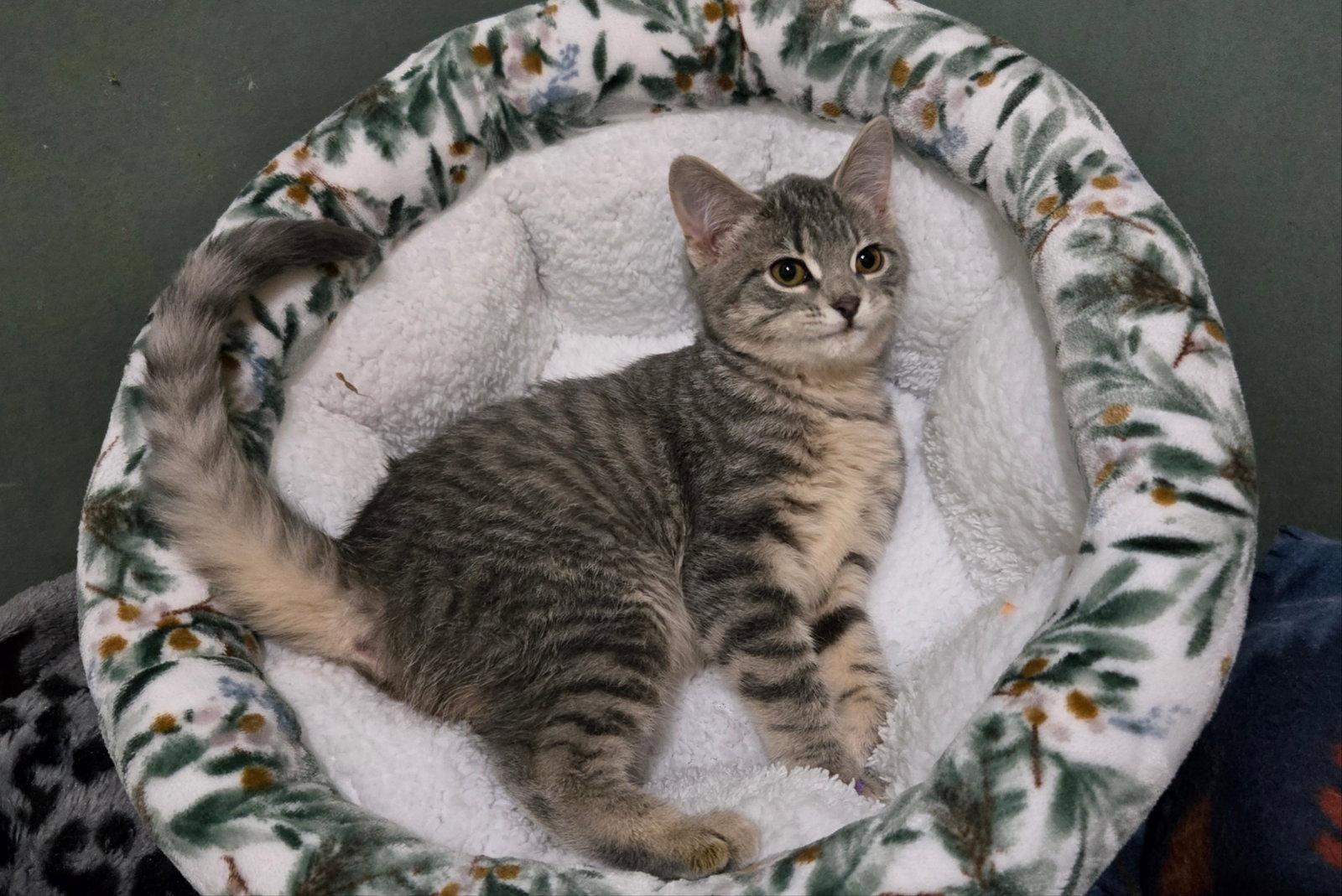 Enlarge ROSIE (BONDED w/ FORD), a Adoptable Tiger in Elgin, IL image 1/3