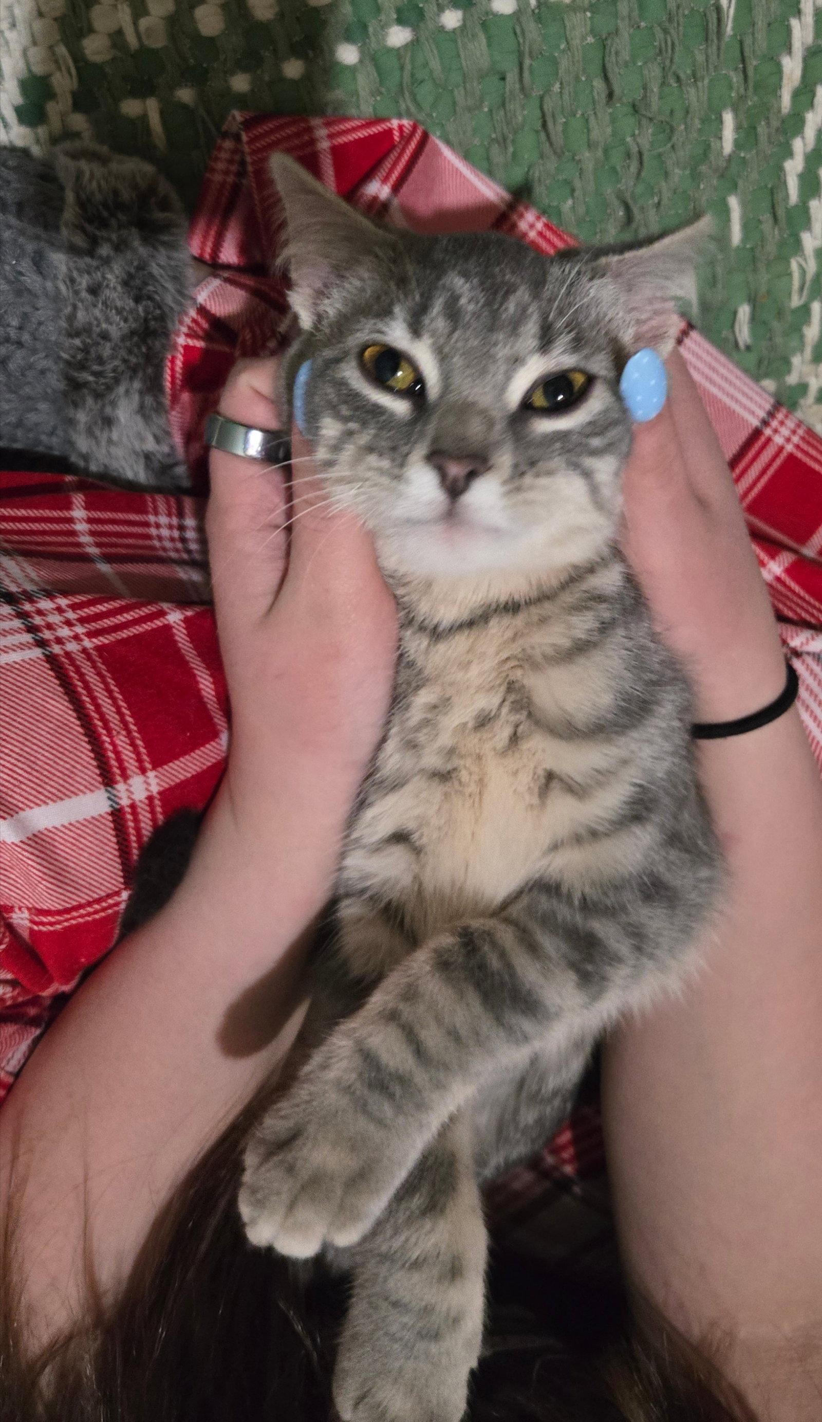 Enlarge ROSIE (BONDED w/ FORD), a Adoptable Tiger in Elgin, IL image 2/3