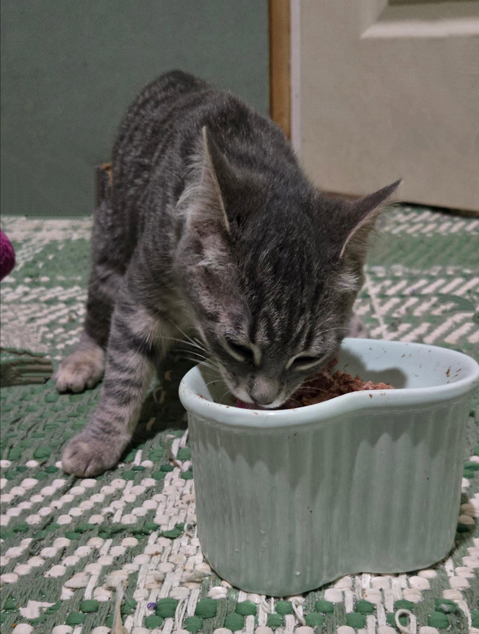 Enlarge ROSIE (BONDED w/ FORD), a Adoptable Tiger in Elgin, IL image 3/3