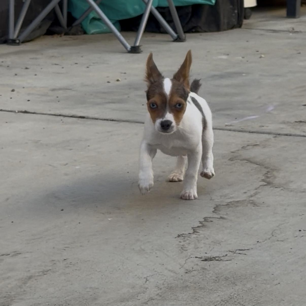 Enlarge Bambi , a ADOPTABLE mixed breed in Norco, CA image 3/3