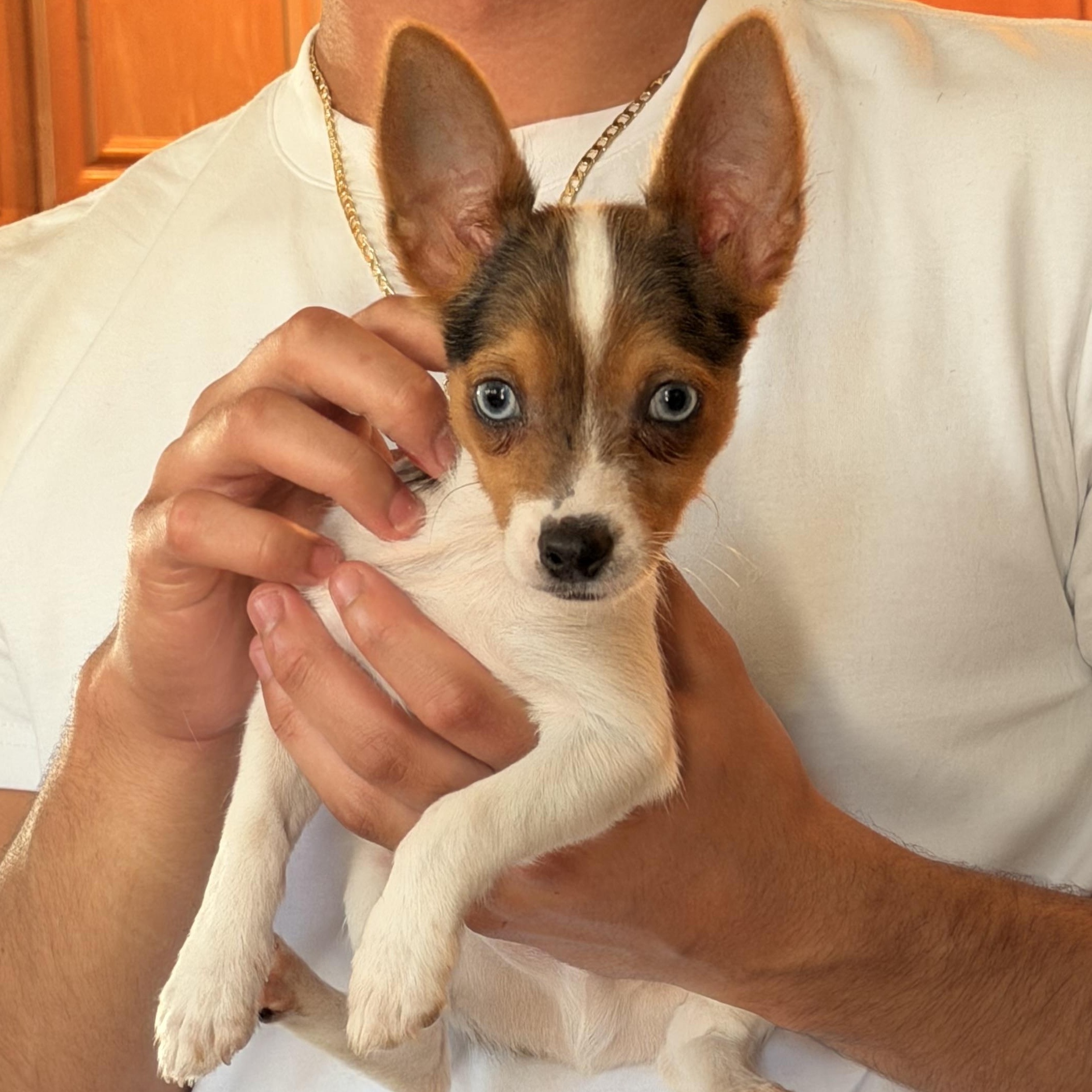 Bambi , ADOPTABLE, Young Male Toy Fox Terrier.