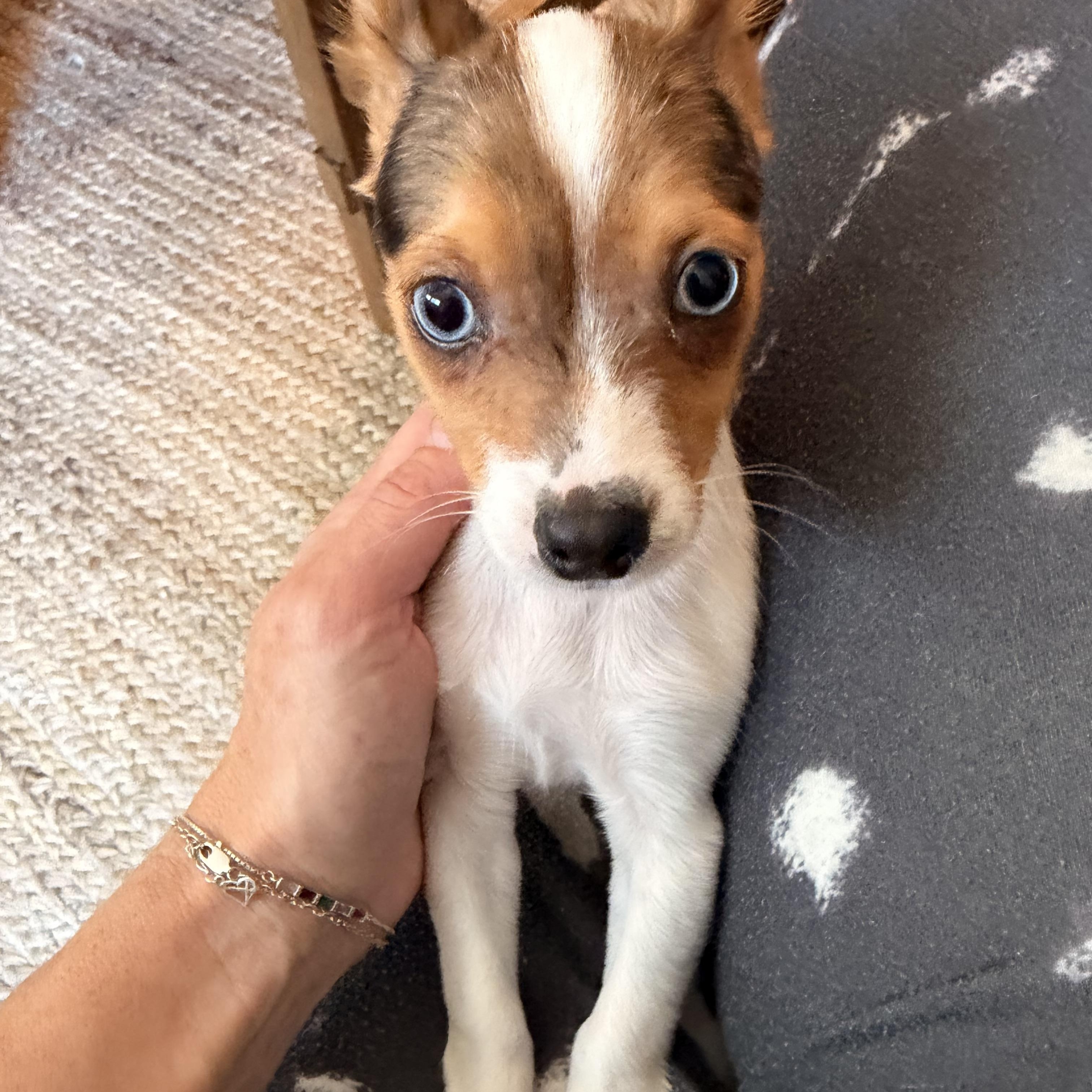 Enlarge Bambi , a ADOPTABLE mixed breed in Norco, CA image 2/3