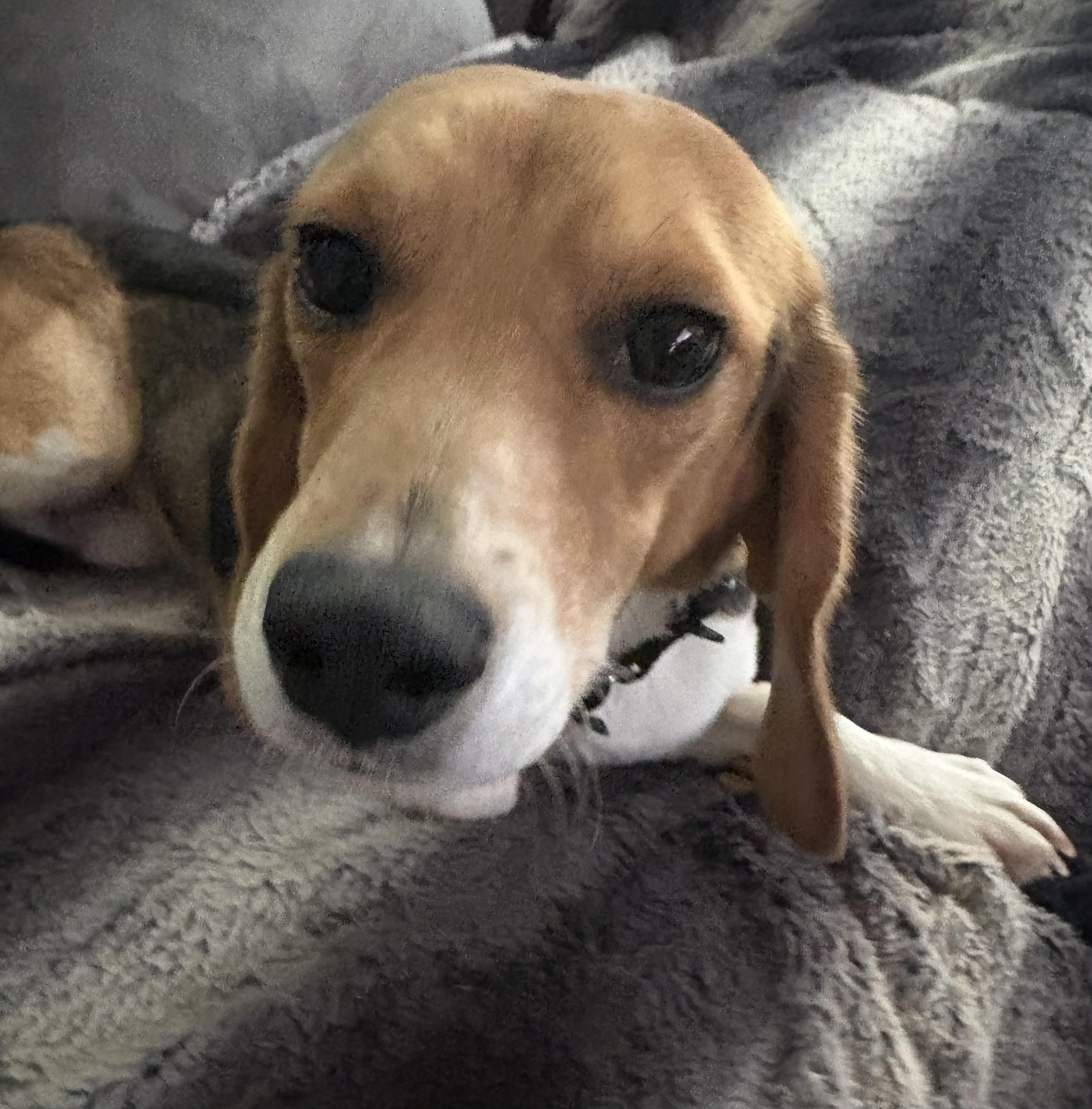 Tucker, an adopted Beagle in South Plainfield, NJ image 2/2