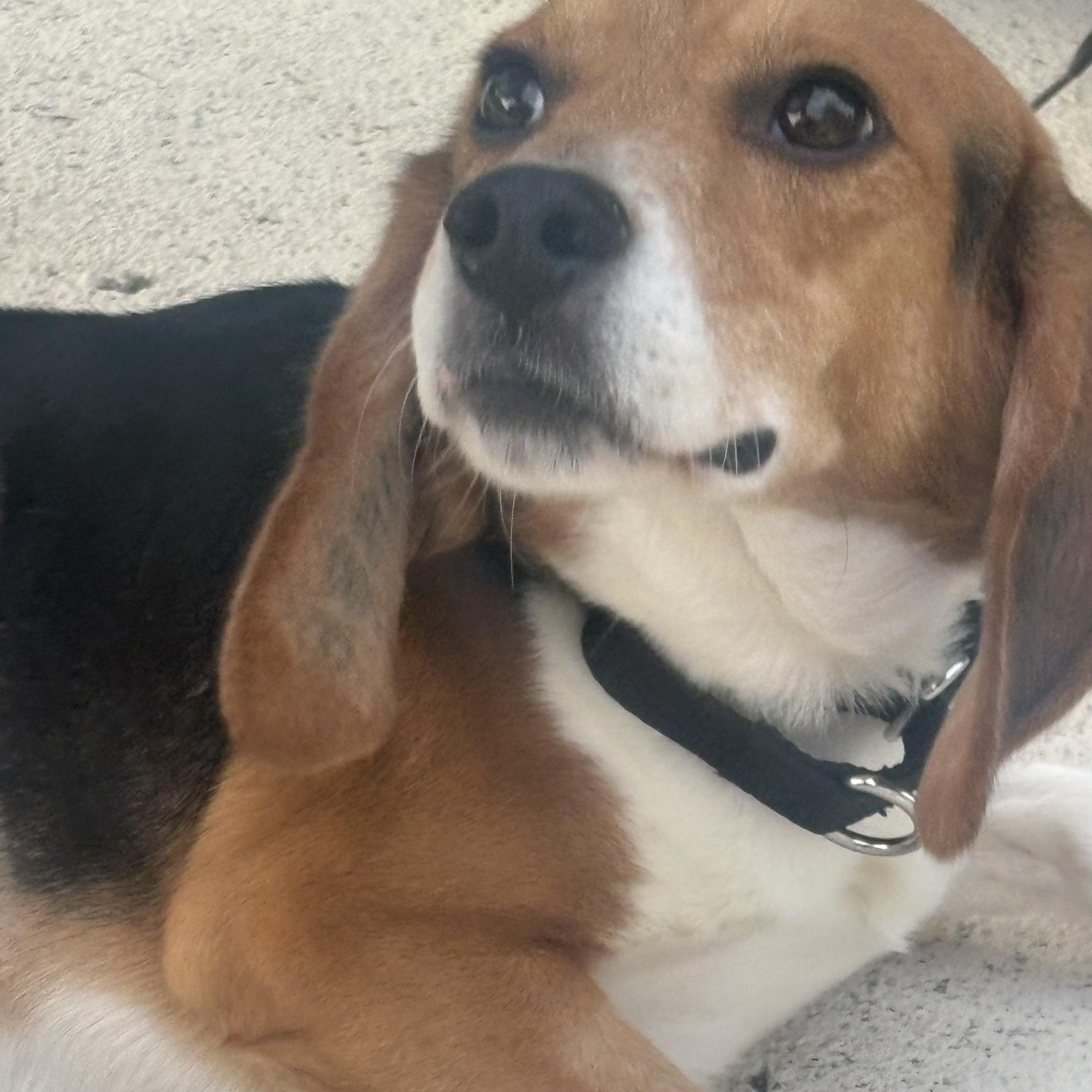 Tucker, an adopted Beagle in South Plainfield, NJ image 1/2