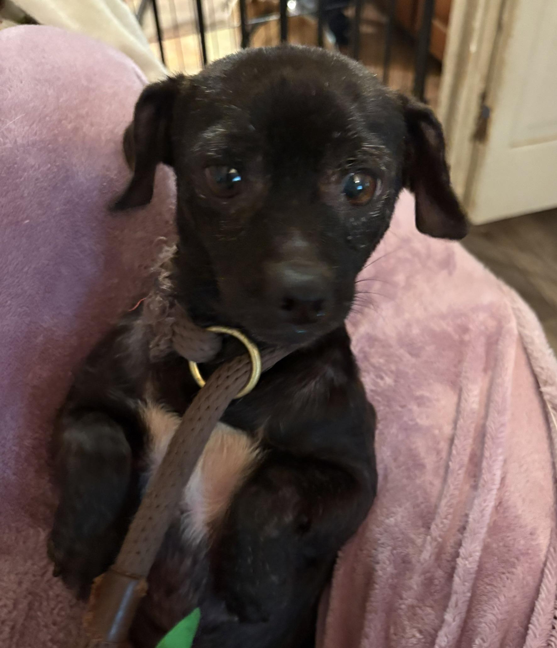 Waylon, ADOPTABLE, Adult Male Pug.