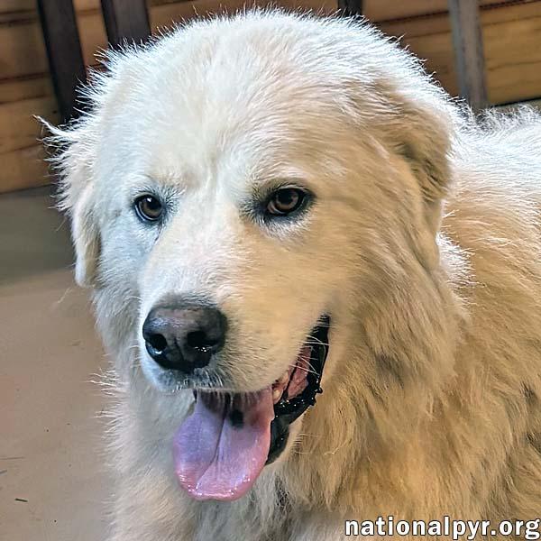 Cooper in VA - Hapoy-Go-Lucky Gentle Giant!