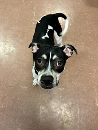 Oakley — thumbnail 3