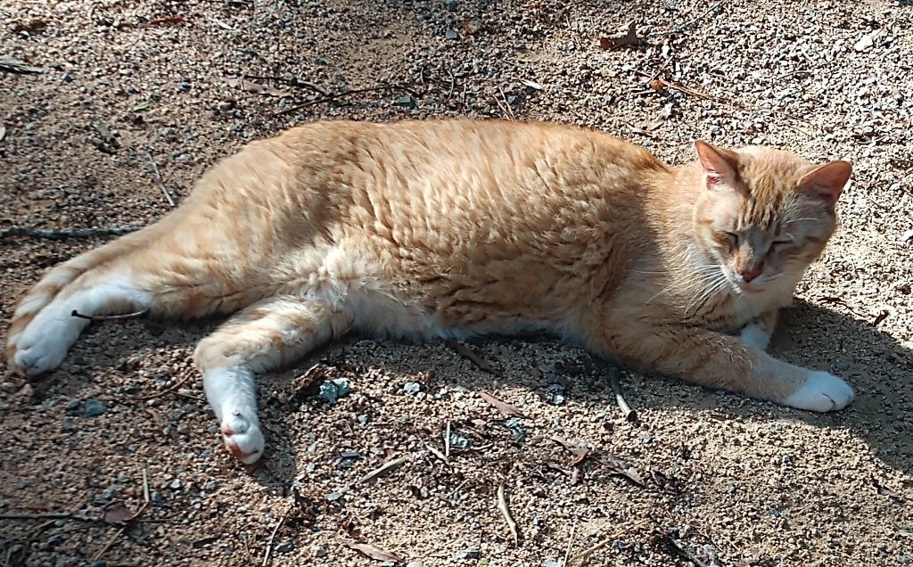 Enlarge Wren, a Adoptable mixed breed in Pittsboro, NC image 1/3
