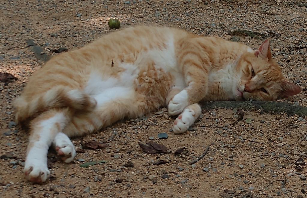 Enlarge Wren, a Adoptable mixed breed in Pittsboro, NC image 2/3