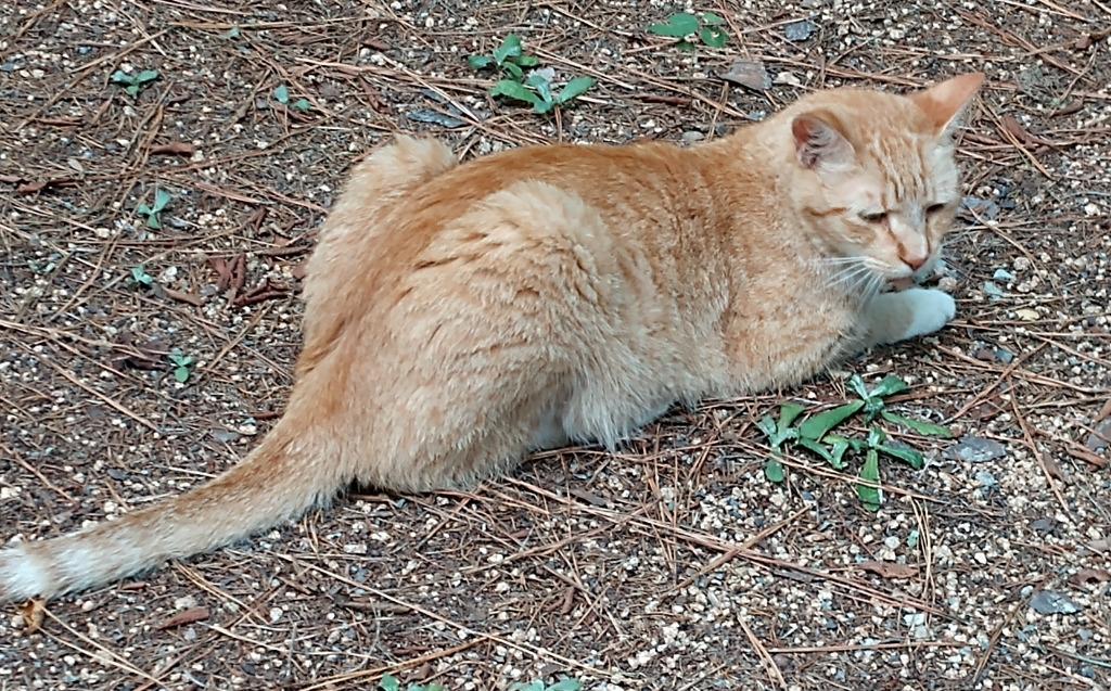 Wren — thumbnail 4