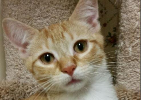 Wren — thumbnail 5