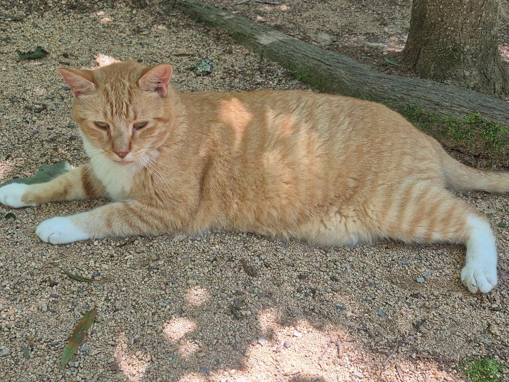 Enlarge Wren, a Adoptable mixed breed in Pittsboro, NC image 3/3