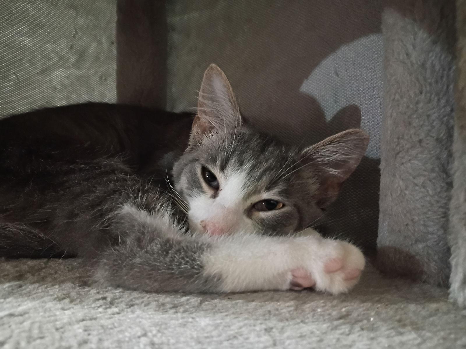 Ali, Adopted, Young Male Domestic Short Hair.