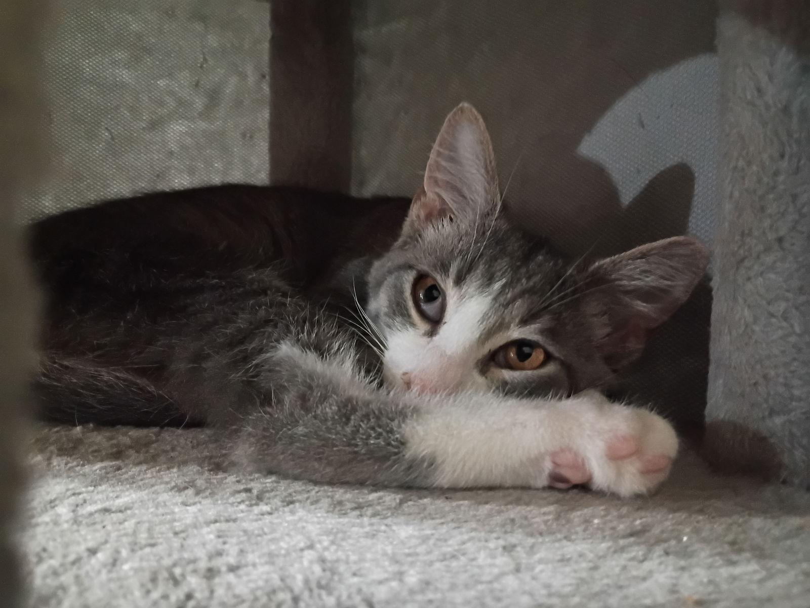 Enlarge Ali, a Adopted Domestic Short Hair in Niles, MI image 2/3