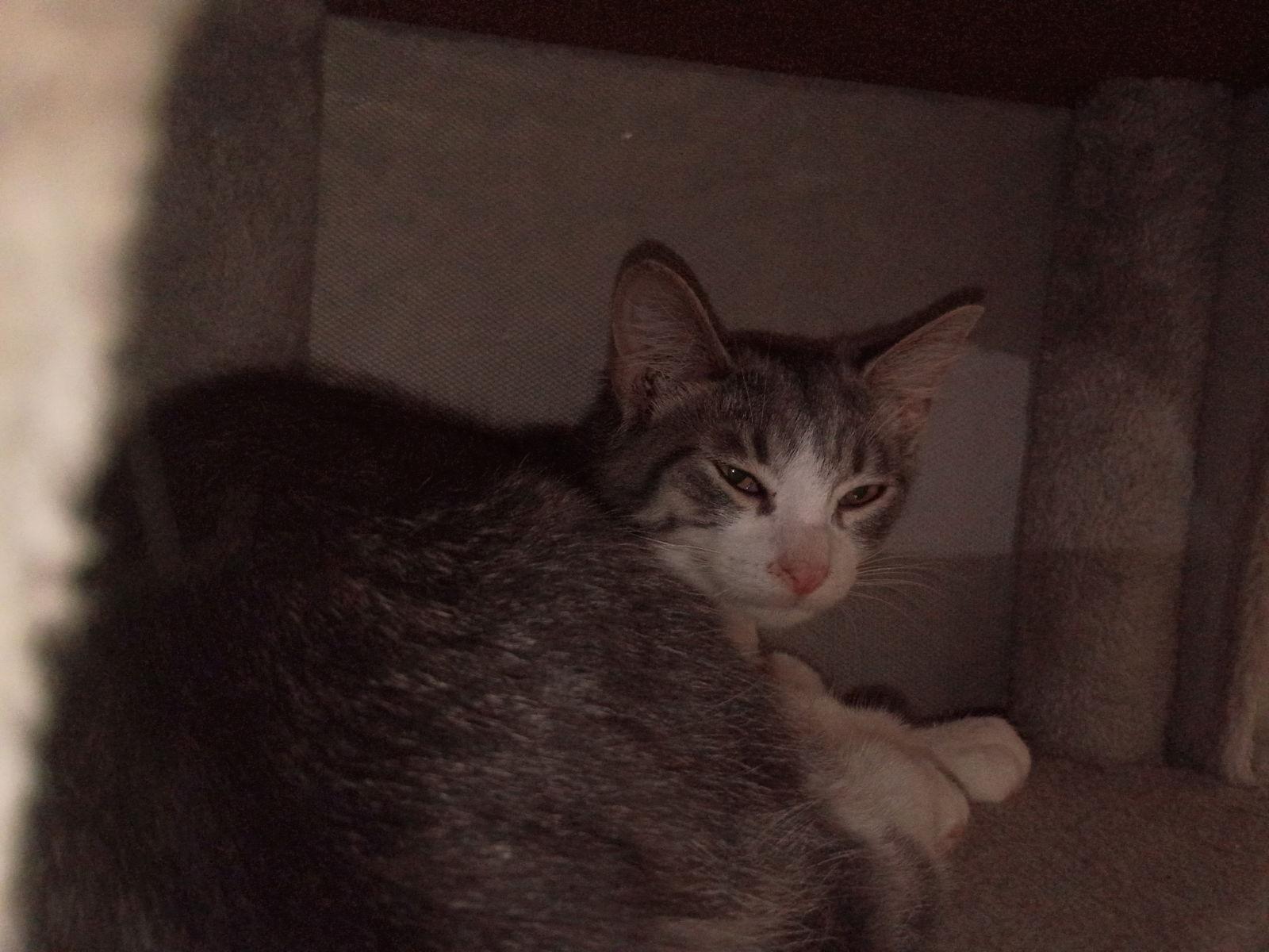 Enlarge Ali, a Adopted Domestic Short Hair in Niles, MI image 3/3