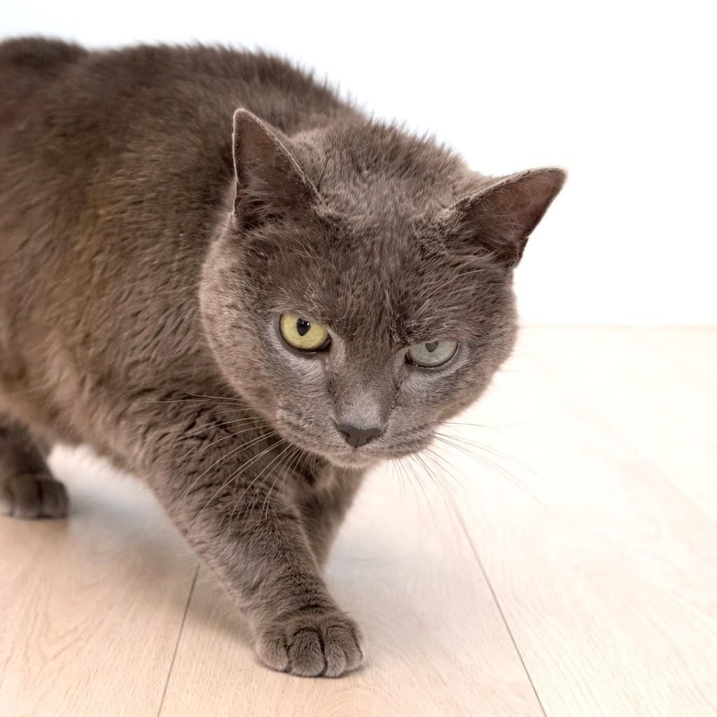 Mistelle, a ADOPTABLE Domestic Short Hair in Long Beach, WA image 2/2