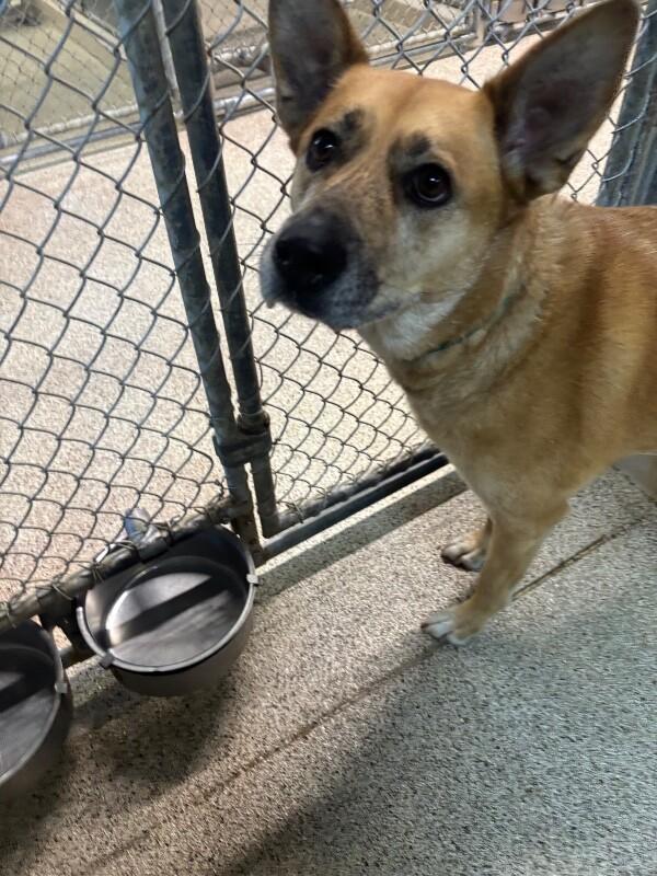 Kira, Adoptable, Adult Female German Shepherd Dog & Mixed Breed.