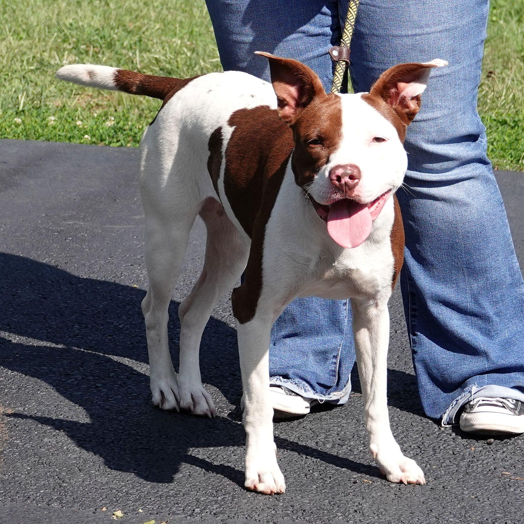 Enlarge Myra, a Adoptable mixed breed in Millfield, OH image 3/4