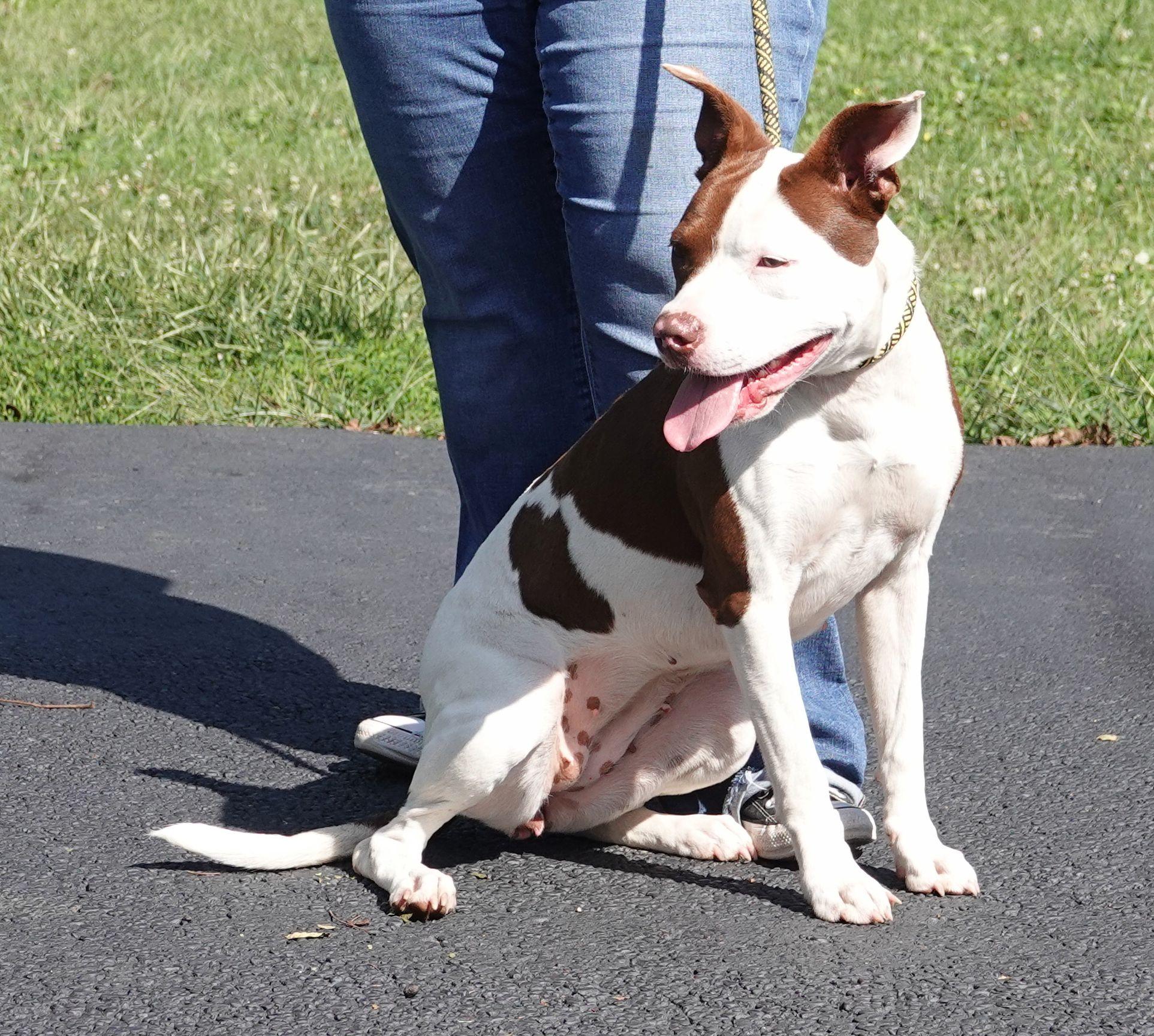Enlarge Myra, a Adoptable mixed breed in Millfield, OH image 4/4