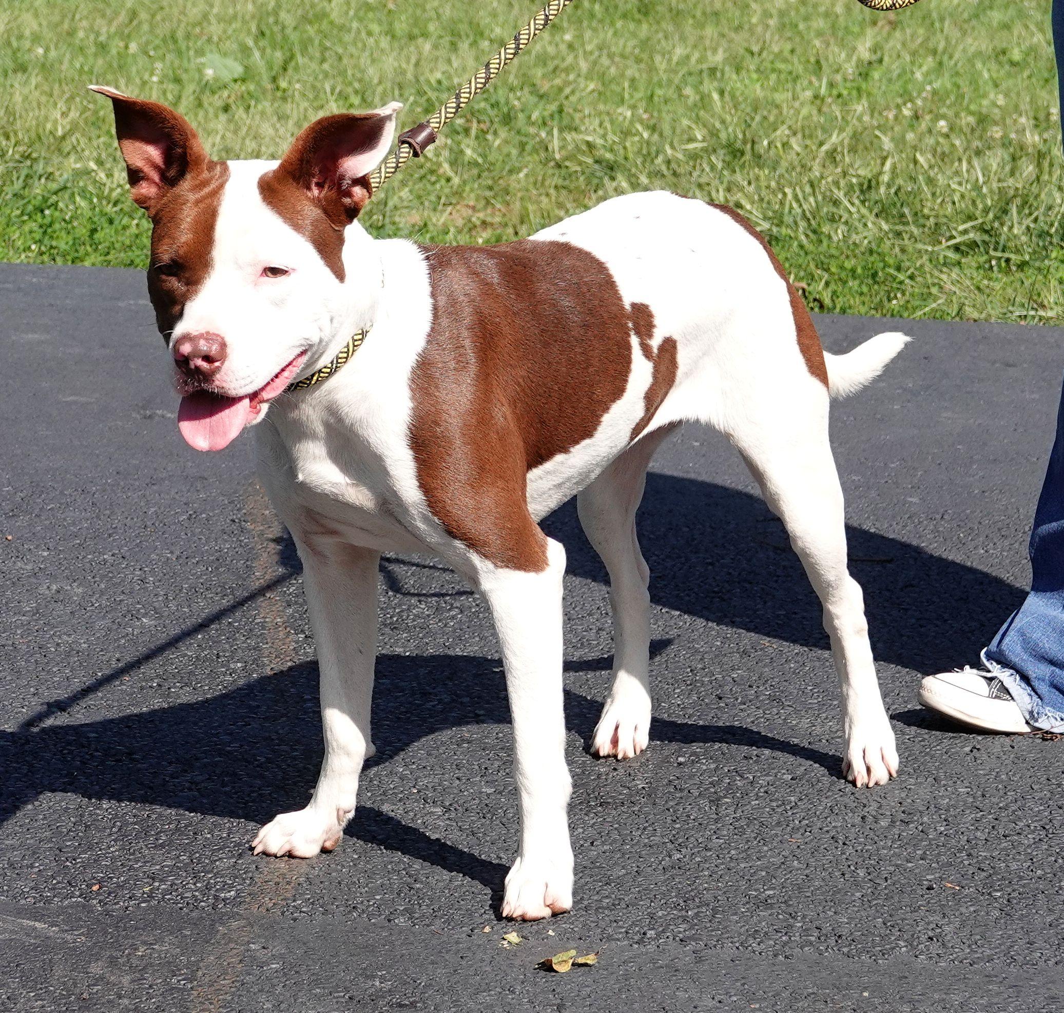 Enlarge Myra, a Adoptable mixed breed in Millfield, OH image 2/4