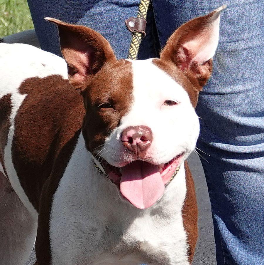 Myra, Adoptable, Young Female Terrier.