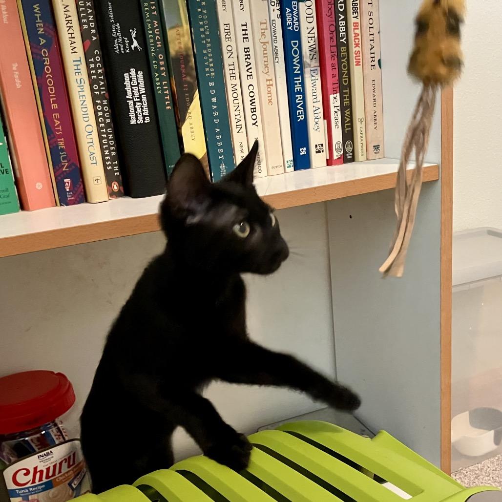 Toby (COH-A-68084), Adoptable, Kitten Male Domestic Short Hair.