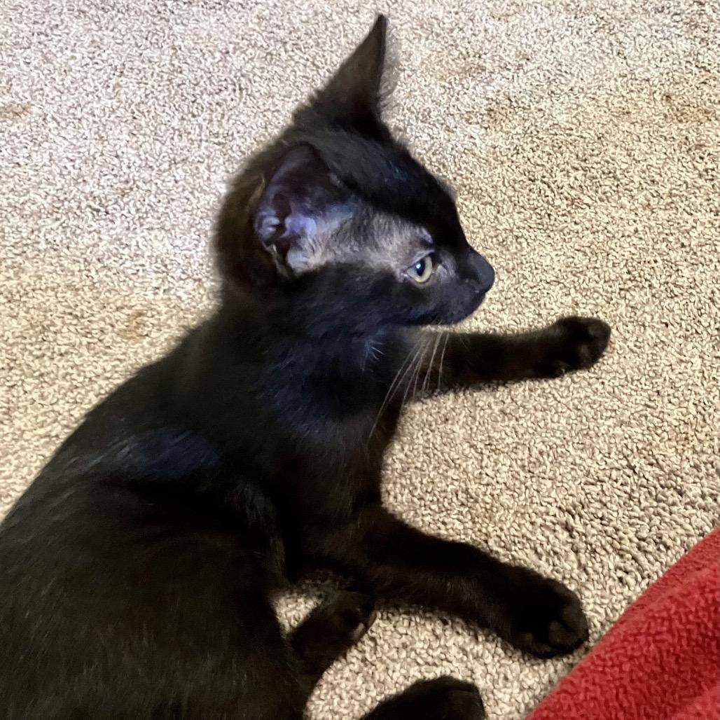 Enlarge Toby (COH-A-68084), a Adoptable Domestic Short Hair in Volcano, HI image 2/4