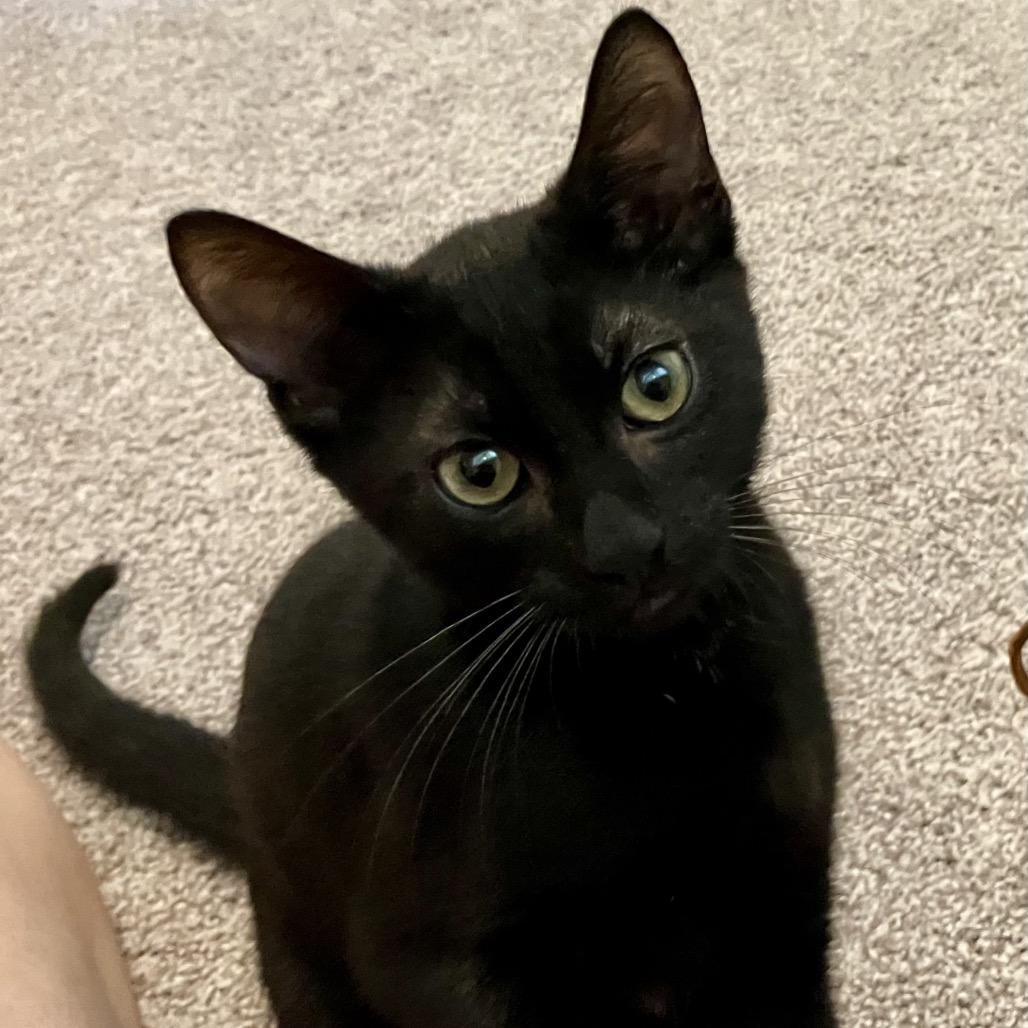 Enlarge Toby (COH-A-68084), a Adoptable Domestic Short Hair in Volcano, HI image 3/4