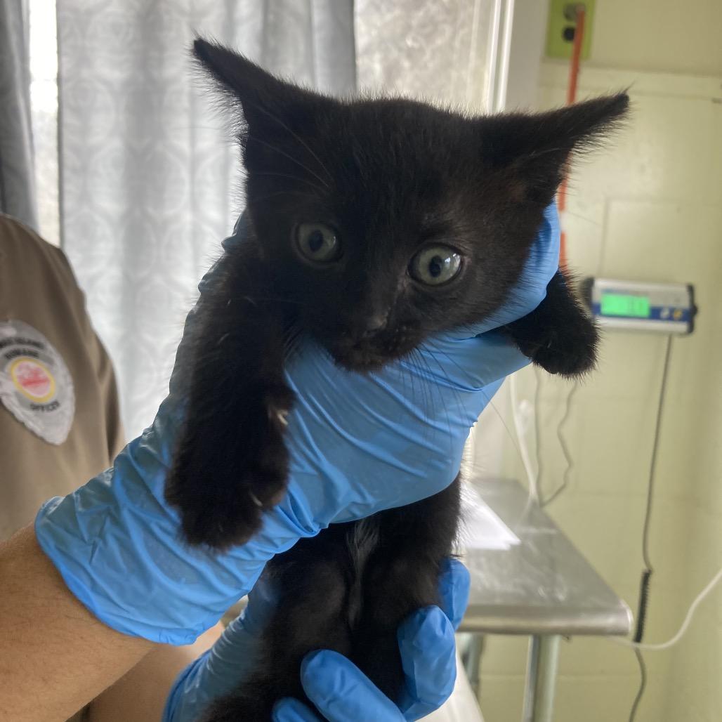 Enlarge Toby (COH-A-68084), a Adoptable Domestic Short Hair in Volcano, HI image 4/4